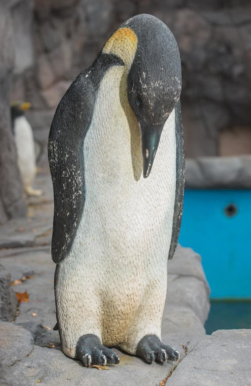 фальшивые пингвины в зоопарке