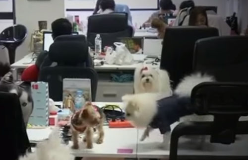 люди ходят на работу с собаками