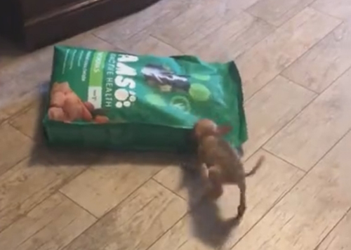 щенок атаковал мешок с кормом