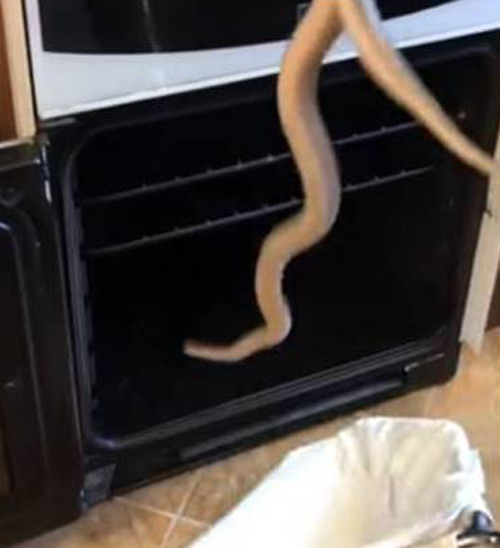 экзотическая змея в духовке