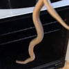 экзотическая змея в духовке