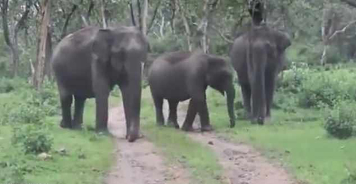 туристы встретились со слонами
