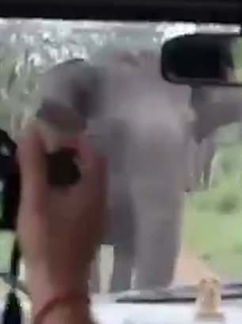 туристы встретились со слонами
