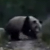 дикая панда в заповеднике