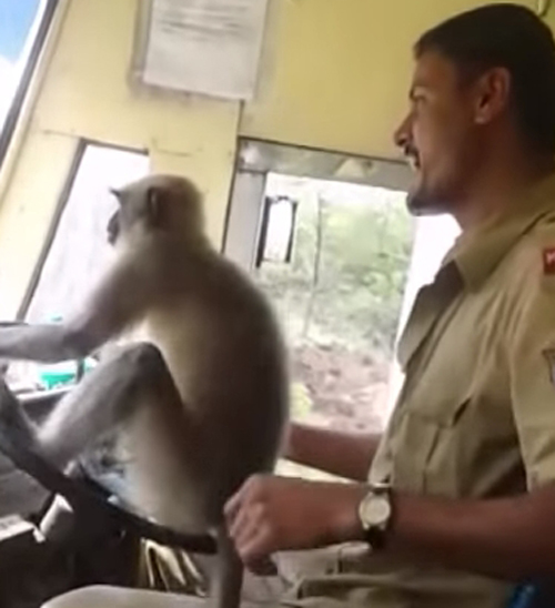 обезьяна управляет автобусом