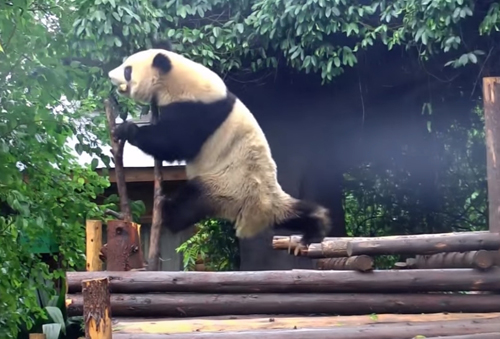 панда показала акробатическое шоу
