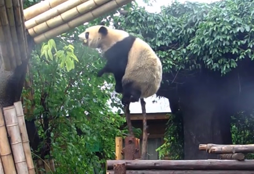 панда показала акробатическое шоу