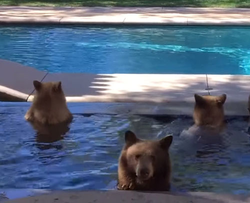 медвежья семейка в бассейне