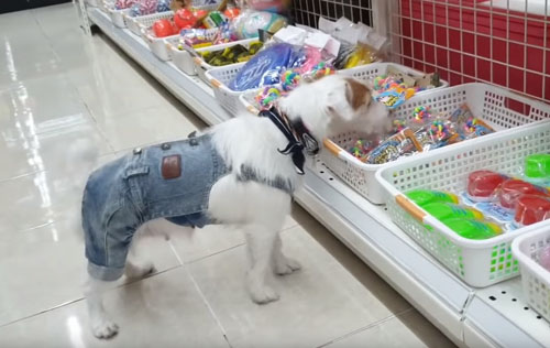 собака выбирает игрушки в магазине