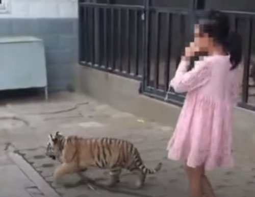 девочка гуляет с тигрёнком