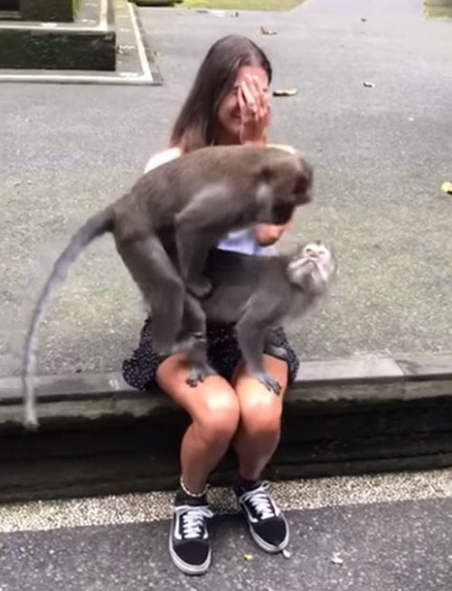 обезьяны на коленях туристки