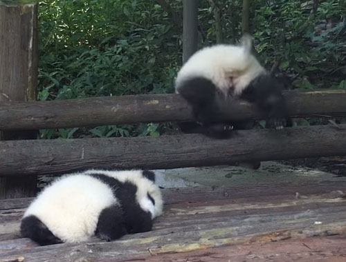 маленькая панда покорила забор