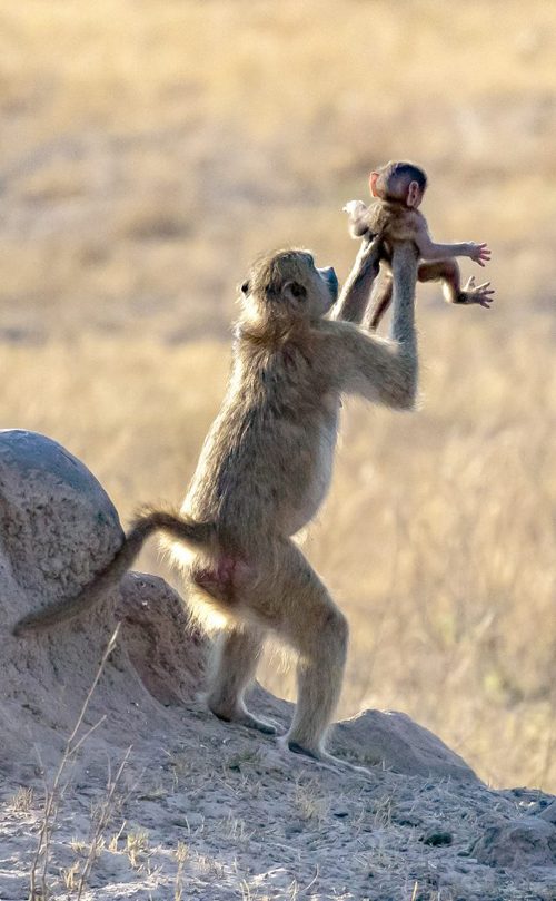 сцена из мультфильма с обезьяной