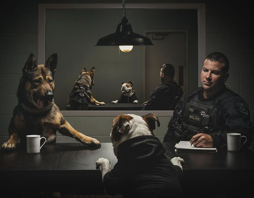 календарь с полицейскими собаками