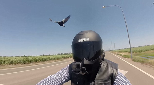 мотоциклист и злобные птицы