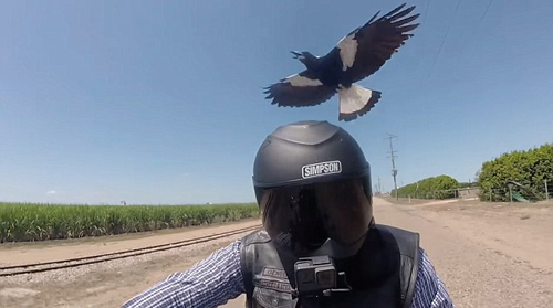 мотоциклист и злобные птицы
