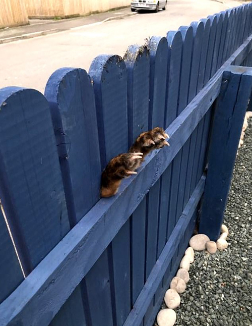 неловкая лиса застряла в заборе