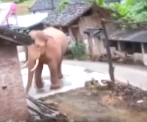 слон ходит в деревню