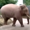 слон ходит в деревню