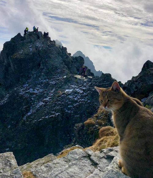 кошка на горной вершине