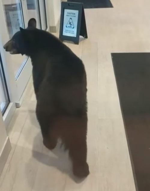 медведь явился в отель