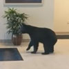 медведь явился в отель