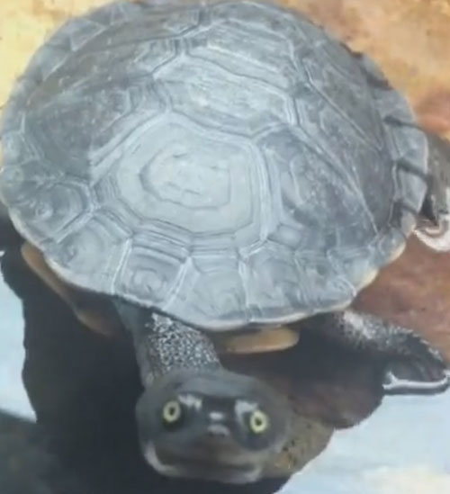 черепаха играет в гляделки