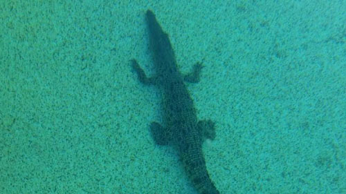 крокодил плавает в бассейне