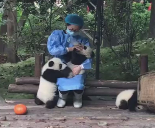 нетерпеливая маленькая панда