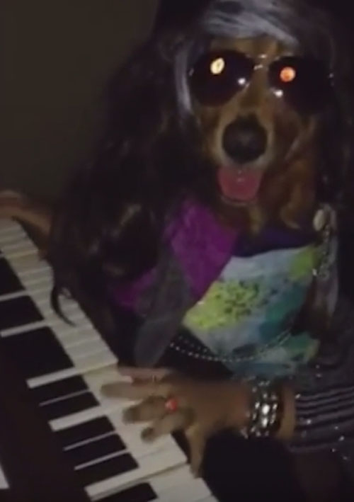 пёс играет на фортепиано