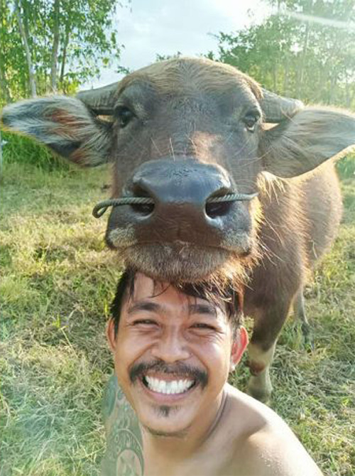 дружба с улыбчивым буйволом