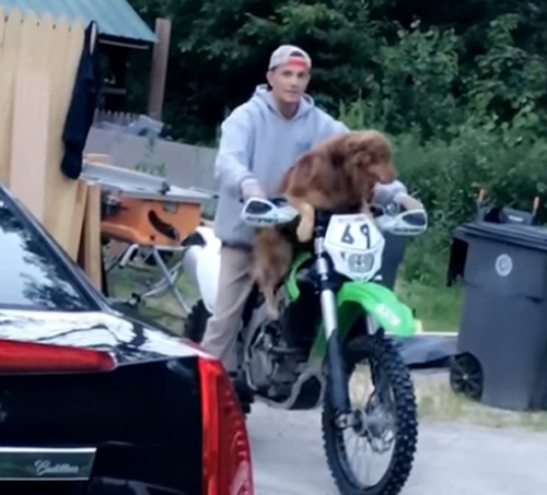 собака катается на мотоцикле