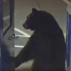 медведь в полицейском участке