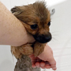 первая в жизни ванна щенка