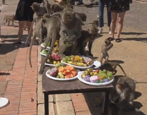 пикник для диких обезьян