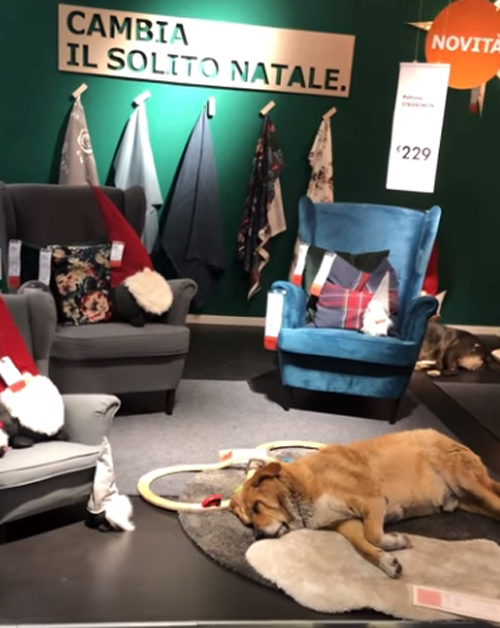 собаки в мебельном магазине