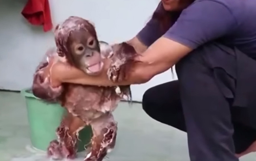маленького орангутанга вымыли