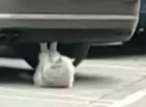 кошка качает пресс под машиной