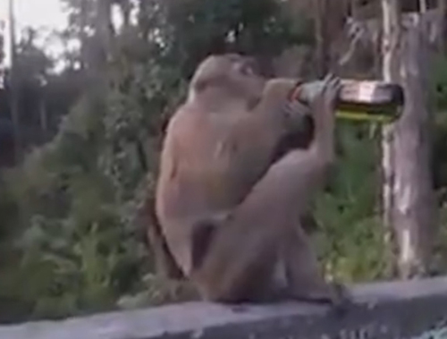обезьяна пьёт пиво из бутылки