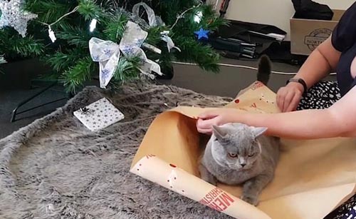 кот превратился в подарок