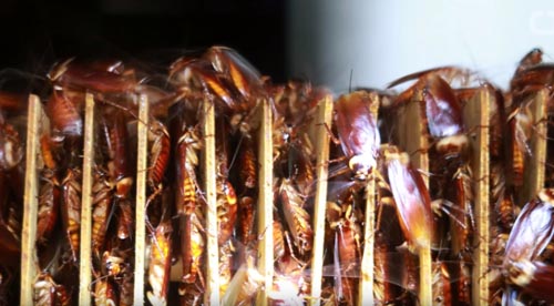 тараканы поедают пищевые отходы