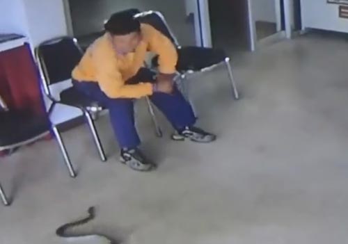 змея в полицейском участке