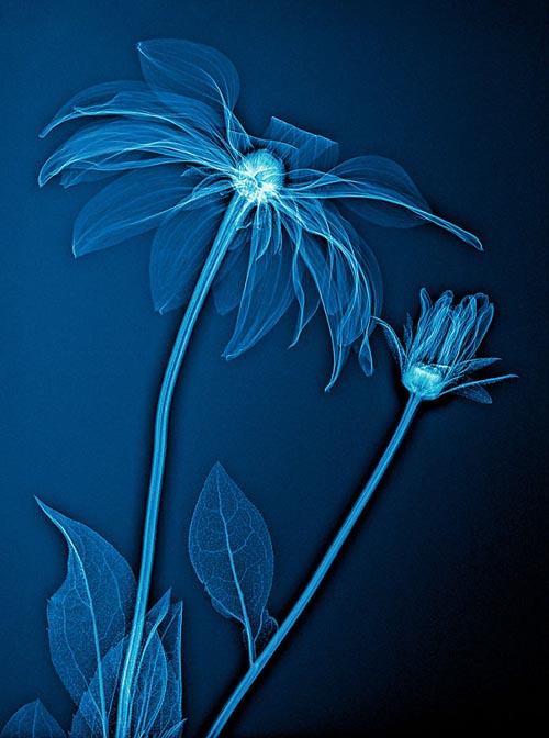 рентгеновские снимки цветов