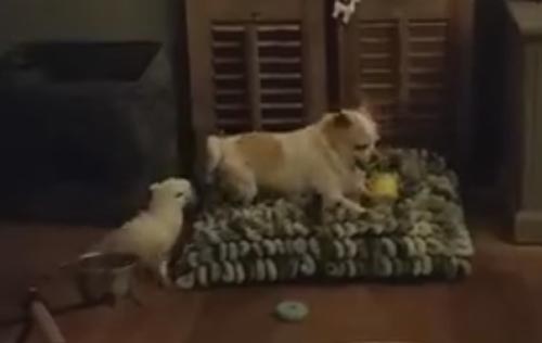 попугай отнимает игрушку у собаки