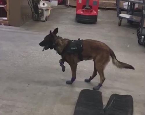 полицейский пёс в зимних ботинках