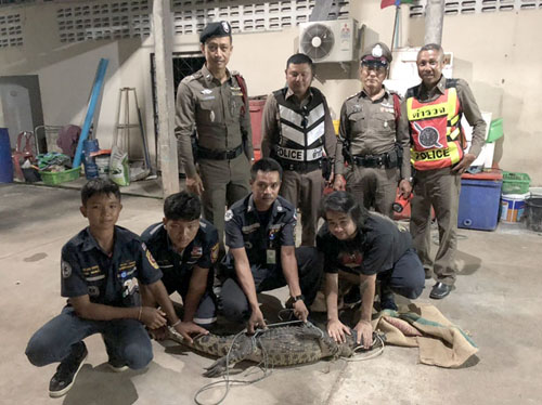 крокодила арестовали полицейские
