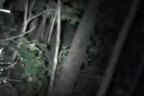 существо с красными глазами в лесу