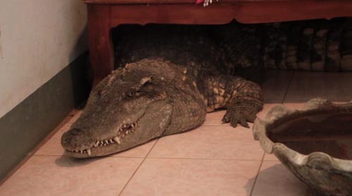 крокодил в качестве питомца