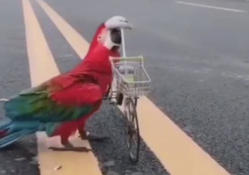 попугай на маленьком велосипеде