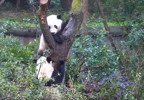 две панды не поделили дерево